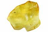 Detailed Fossil Fly (Phoridae) In Baltic Amber - Awesome Eye #105492-2